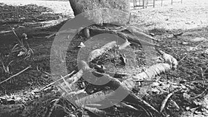 Black and white root of tree