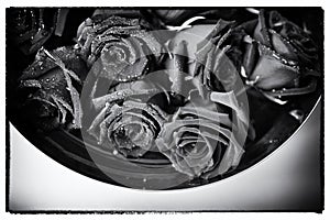 Black and white rose background, fresh flower with water drops, holidays symbol of love