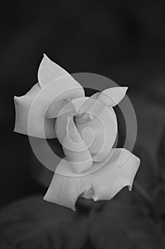 Black-and-white rose bud \