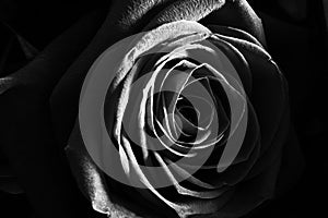 Black and white rose close up photo