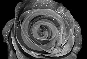A black a and white rose covered in water drops