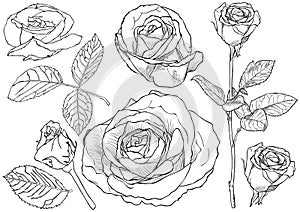 Black and White Rose Drawing Set