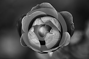 Black and White Rose Flower