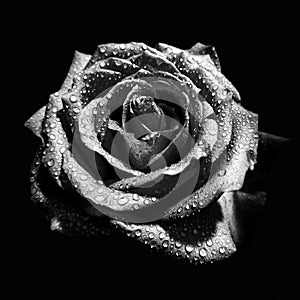 Black and white rose flower bud with water droplets on black background