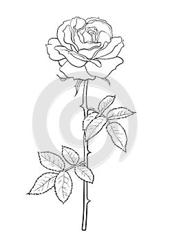 Black and white rose flower with leaves and stem. Decorative element for tattoo, greeting card, wedding invitation. Hand photo