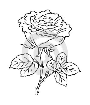 Black and white rose hand drawn