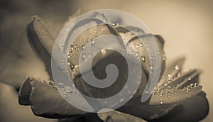 black and white rose macro with water droplets