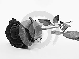 A black and white rose on place alone on the ground on a white background.