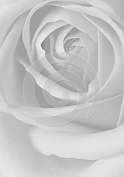 Bianco e nero rose 