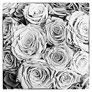 Black and white roses postcard in square. Monochrome style. Beautiful flowering roses for mourning or remember