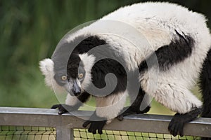 Black and white Ruffed Lemur