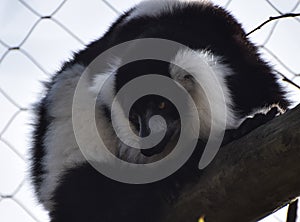 Black and White Ruffed Lemur