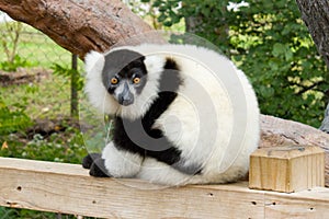 Black & White Ruffed Lemur