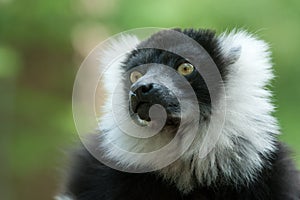 Black and White Ruffed Lemur