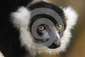 Black & White Ruffed Lemur