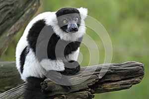 Black-and-white ruffed lemur