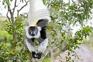 Black-and-white ruffed lemur