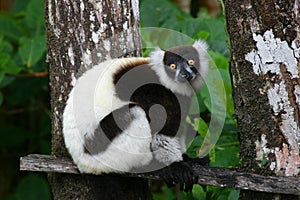 Black & white ruffed lemur