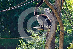 Black and white ruffed lemur