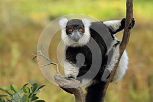 Black-and-white ruffed lemur