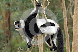 Black-and-white ruffed lemur