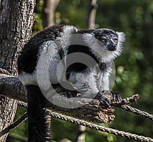 Black-and-white ruffed lemur 5