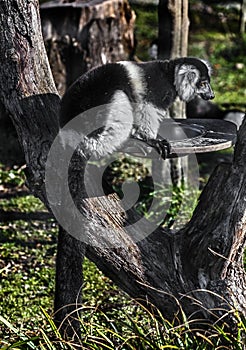 Black-and-white ruffed lemur 6