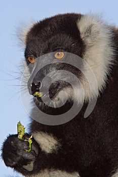 Black and White Ruffed Lemur