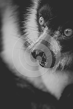 Black And White Ruffed Lemur Close Up