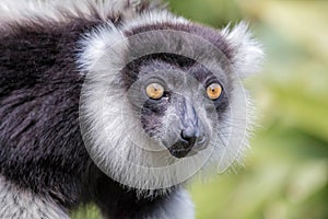 Black and White Ruffed Lemur