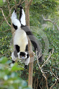 Black-and-white ruffed lemur