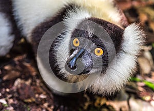 Black-and-white ruffed lemur of Madagascar photo