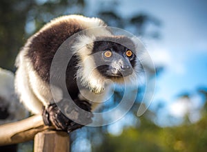 Black-and-white ruffed lemur of Madagascar