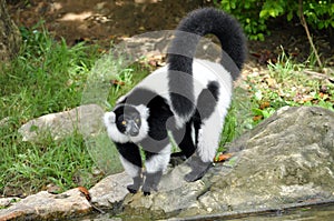 Black and white ruffed lemur photo