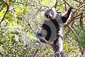 The black and white ruffed lemur