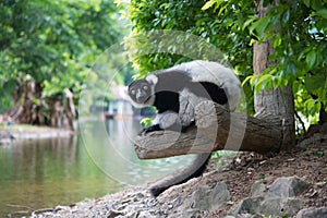 Black-and-white Ruffed Lemur