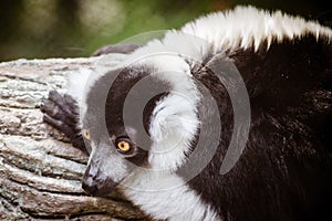 Black and white ruffed lemur (Varecia variegata)