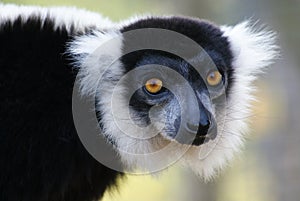 Black and White Ruffed Lemur - Varecia variegata