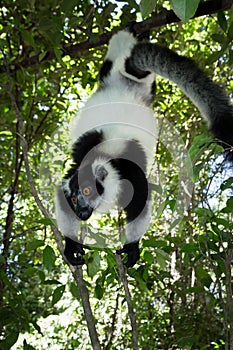 Black and white ruffed lemur Varecia variegata climbing in a tree, Madagascar
