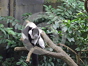 The black-and-white ruffed lemur Varecia variegata