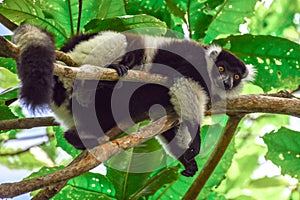 Black-and-white ruffed lemur Varecia Variegata.Endemic Madagascar