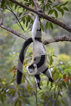 Black and White Ruffed Lemur - Varecia variegata, Madagascar