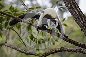 Black and White Ruffed Lemur - Varecia variegata, Madagascar