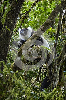 Black and White Ruffed Lemur - Varecia variegata, Madagascar