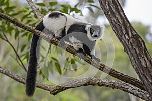 Black and white ruffed lemur - Varecia variegata, Madagascar photo