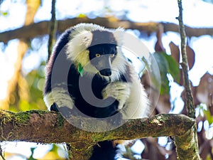 black-and-white ruffed lemur, Varecia variegata, searches for food in the branches of a tree. Ranomafana National Park.