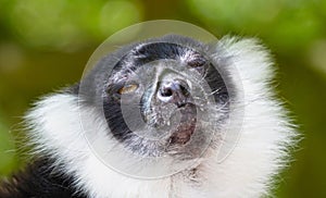 Black-and-white ruffed lemur - Varecia variegata subcincta