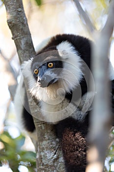 Black-and-white ruffed lemur Varecia variegata subcincta