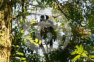 Black-and-white ruffed lemur, Varecia variegata subcincta, Madagascar wildlife animal