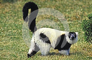 BLACK AND WHITE RUFFED LEMUR varecia variegata variegata, ADULT